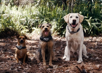 Cachorros Espaciales