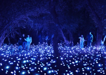Light Cycles